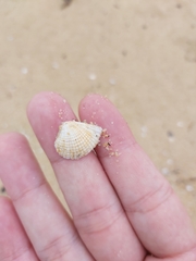 Anomalodiscus squamosus