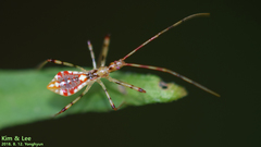 Epidaus tuberosus