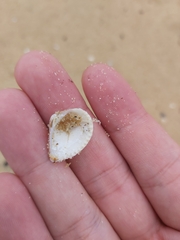 Anomalodiscus squamosus