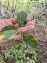 Aronia arbutifolia