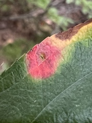Blaesodiplosis