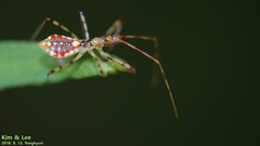 Epidaus tuberosus