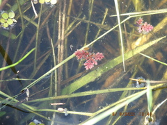 Azolla caroliniana