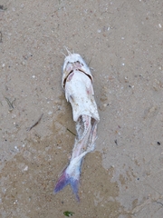 Siluriformes