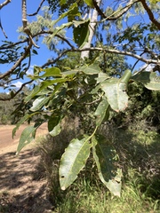 Flindersia australis