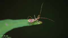 Epidaus tuberosus