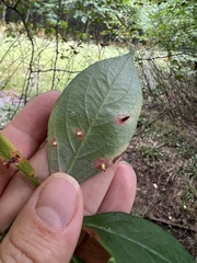 Blaesodiplosis