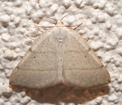 Drepanulatrix bifilata