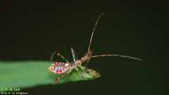 Epidaus tuberosus
