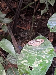 Catuna crithea