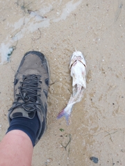Siluriformes