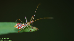 Epidaus tuberosus