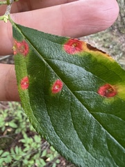 Blaesodiplosis