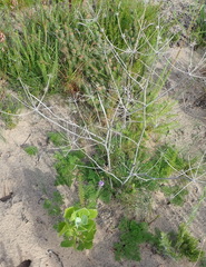 Annesorhiza macrocarpa