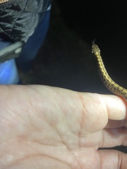 Thamnophis marcianus