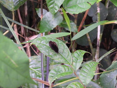 Satyrinae