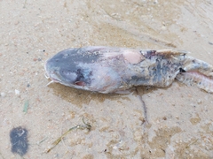 Siluriformes