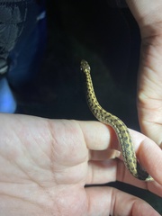 Thamnophis marcianus