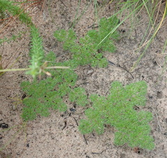Annesorhiza macrocarpa