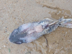 Siluriformes