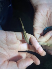 Thamnophis marcianus