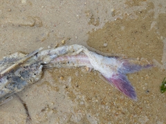 Siluriformes