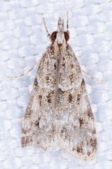 Eudonia heterosalis