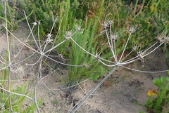 Annesorhiza macrocarpa