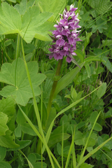Dactylorhiza urvilleana