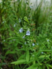 Salvia reflexa
