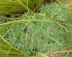 Annesorhiza macrocarpa