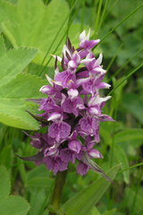 Dactylorhiza urvilleana