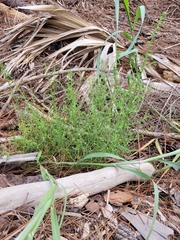Salsola kali