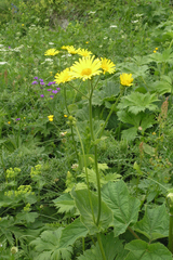 Doronicum caucasicum