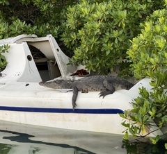 Crocodylus moreletii
