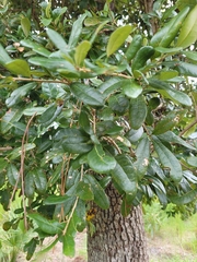Quercus geminata