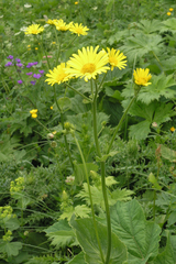 Doronicum caucasicum