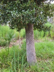Quercus geminata