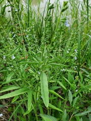 Salvia reflexa