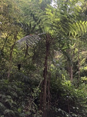 Cyatheales
