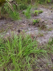 Paspalum notatum