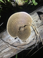 Hexagonia