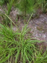 Paspalum notatum