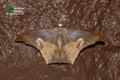 Timandromorpha energes