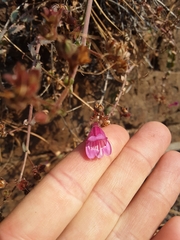 Penstemon richardsonii