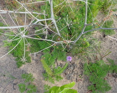 Annesorhiza macrocarpa