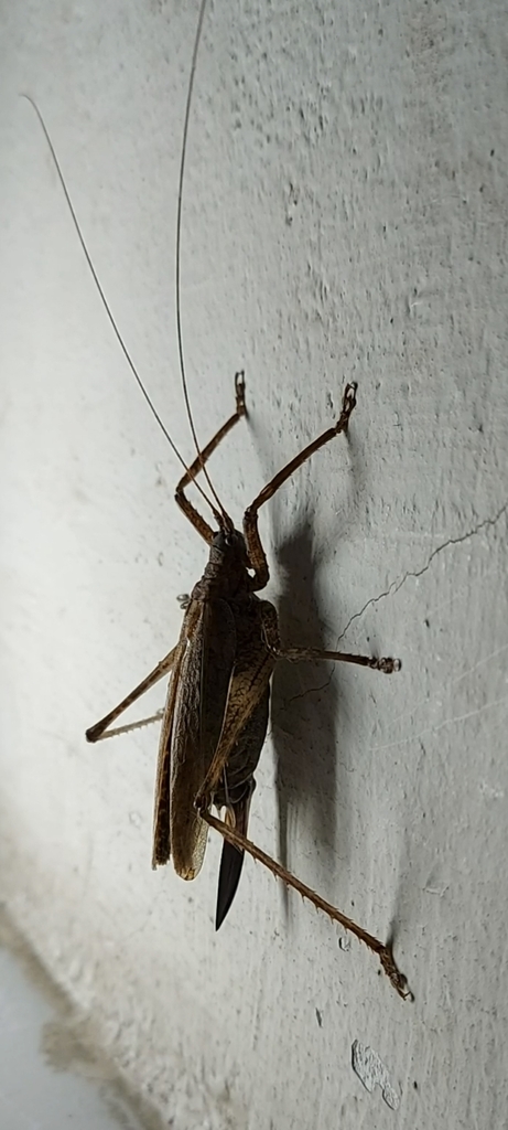 Gongrocnemis proxima
