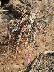 Penstemon richardsonii