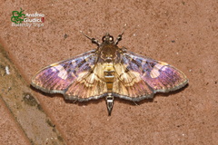 Uresiphita quinquigera