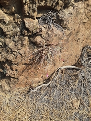 Penstemon richardsonii